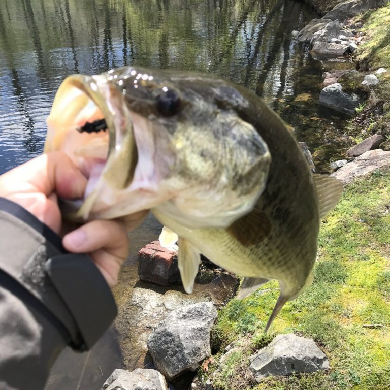 largemouth